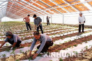 上饒薄膜太陽能大棚 農業與能源的創新融合